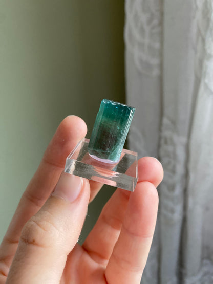 Rare Pederneira Mine Terminated Tourmaline w/ Blue Cap