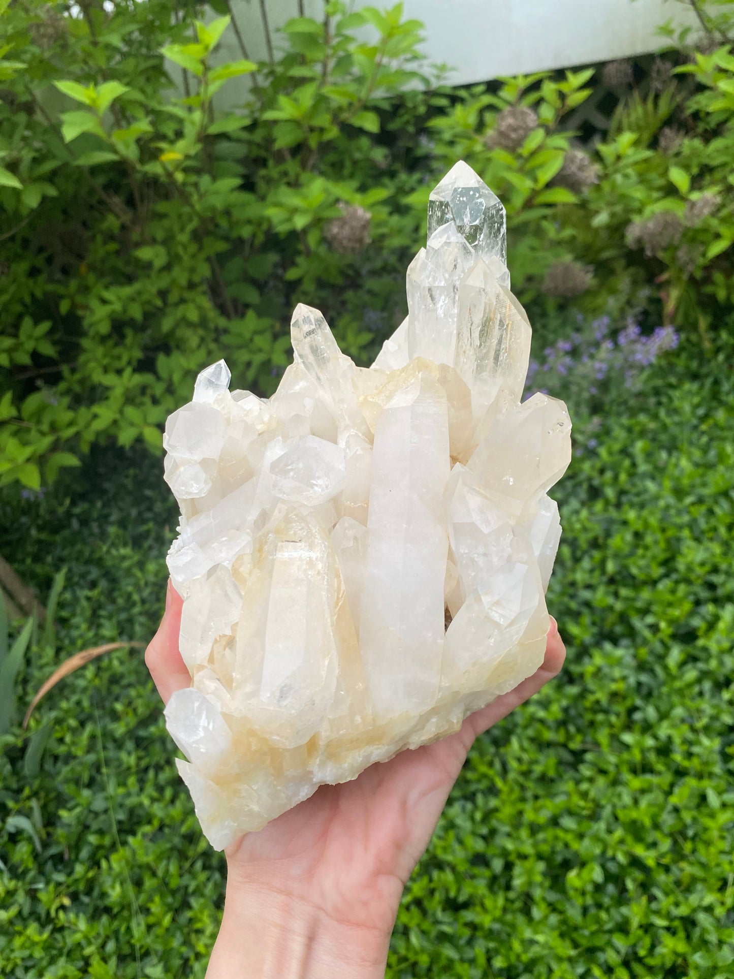 Large Rare Colombian Golden Lemurian Quartz Cluster