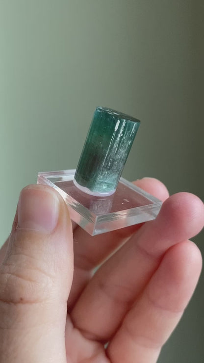 Rare Pederneira Mine Terminated Tourmaline w/ Blue Cap